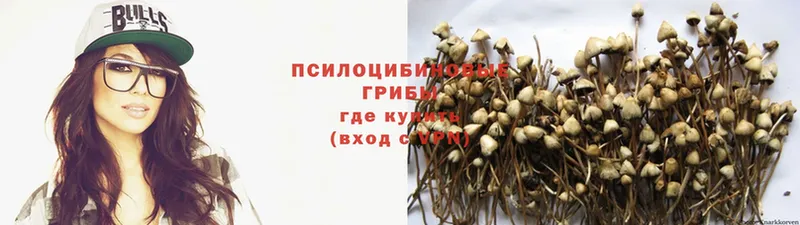 Галлюциногенные грибы Psilocybe  где купить наркотик  Бодайбо 